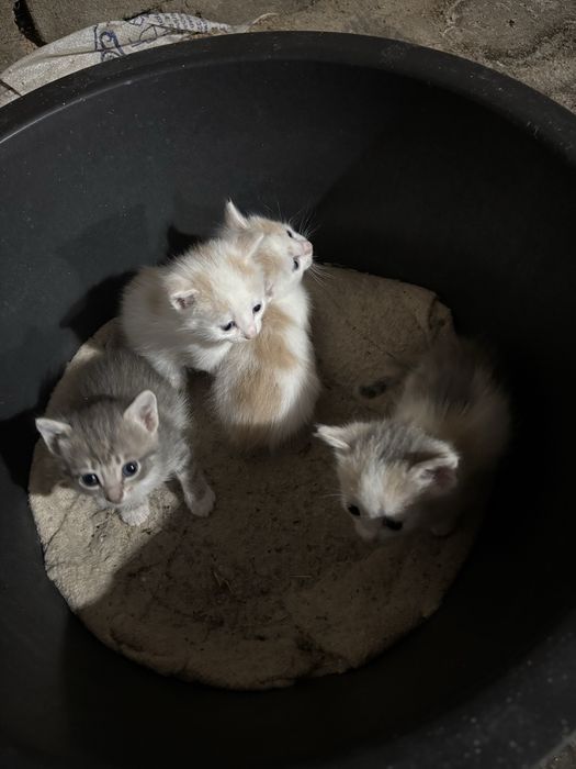 Отдам котят в добрые руки ! 3 девочки 1 мальчик