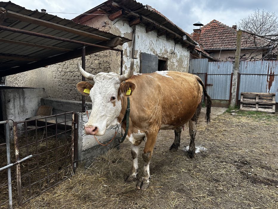 Vand vaci baltate bune de lapte,