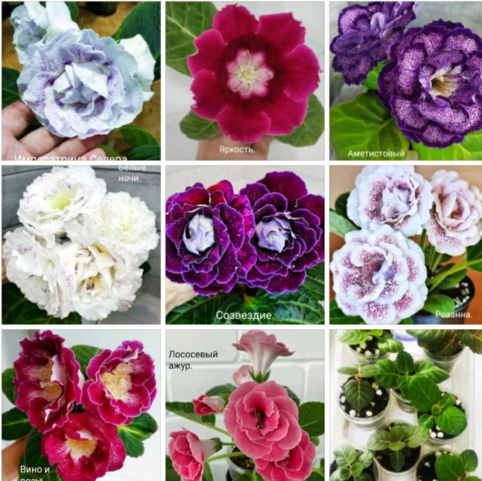 Детки глоксиний из клубешков.