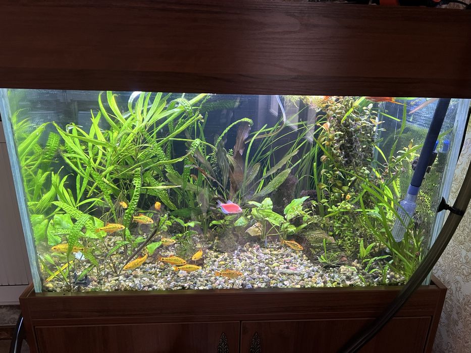 Akvarium sotiladi. 180 litrli