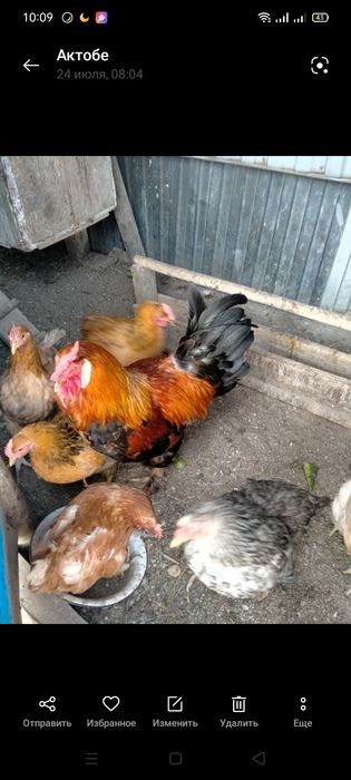 Продам курей и петуха