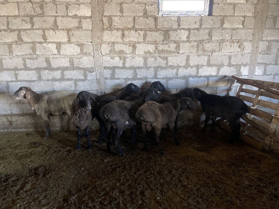 Қой, Ешкі , Қошқарлар Теке 1 Серке 2