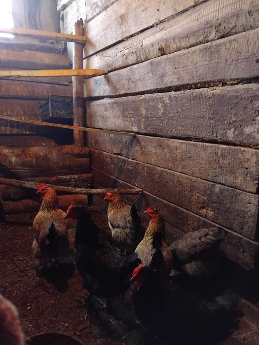 Продам домашних курочек