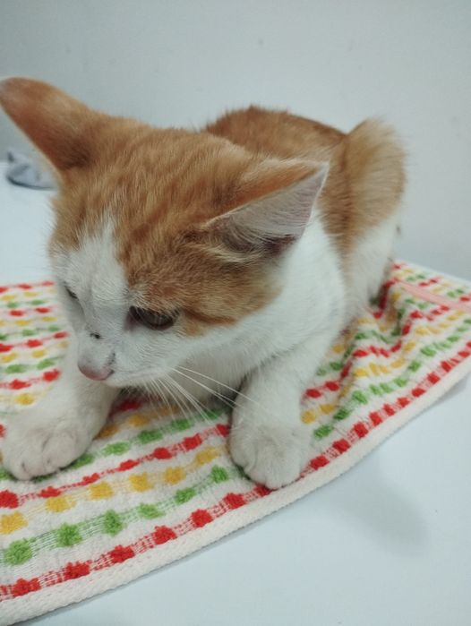 Отдам котёнка в добрые руки