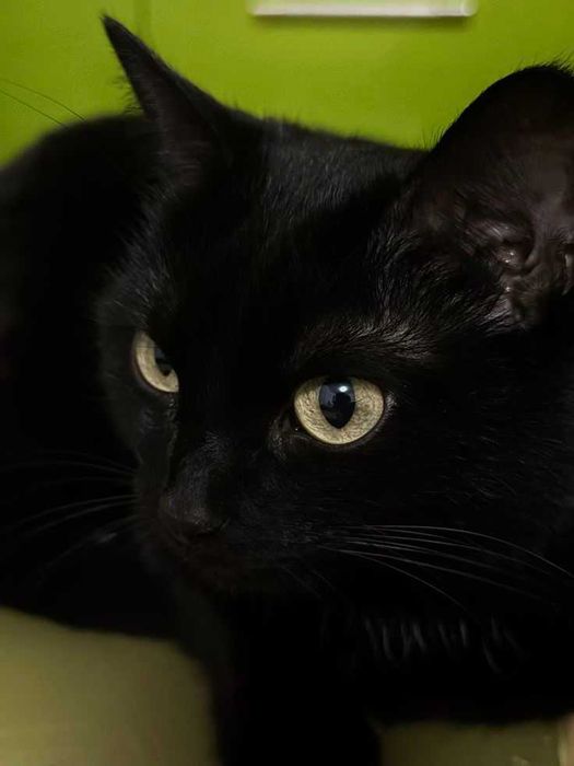 Молодая кошечка в добрые руки!