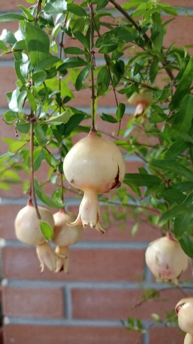 Гранат плодоносящий