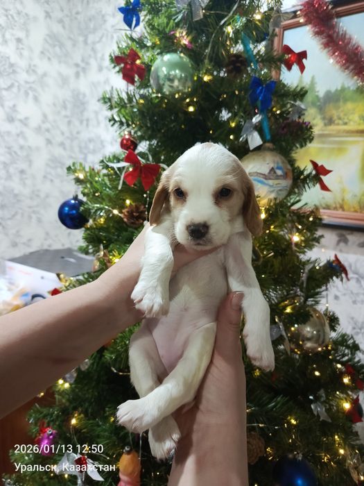 Щенки русско спаниель