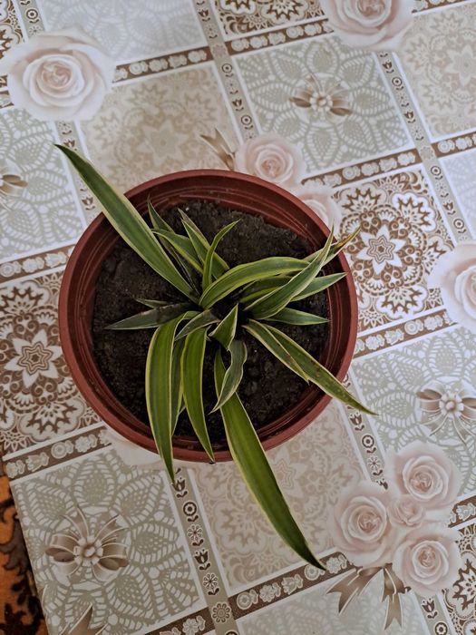 Хлорофитум - очиститель воздуха