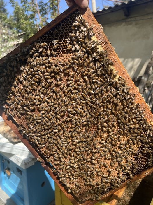 Продам пчел или поставлю на опыление