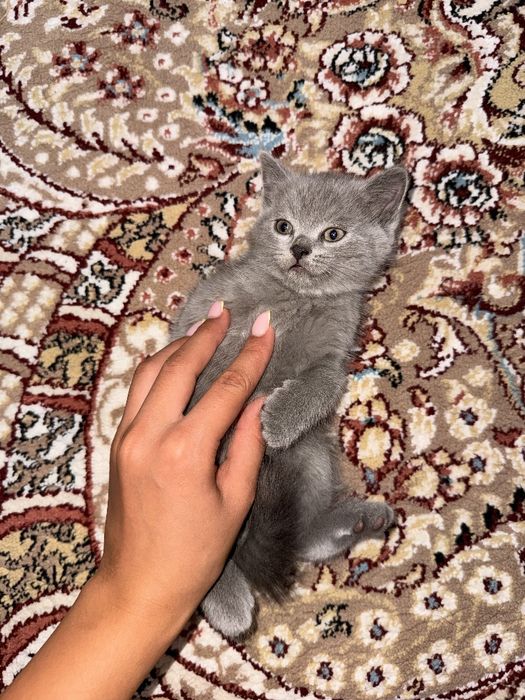 Скотиш фолд вислоухие и с обычными ушками