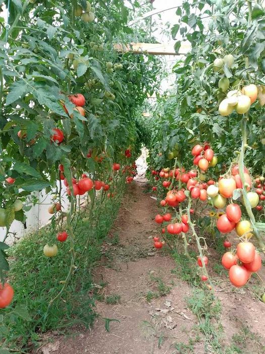 Продавам селски розови домати краставици пресни зеленчуци - София , с. Бусманци - само на място