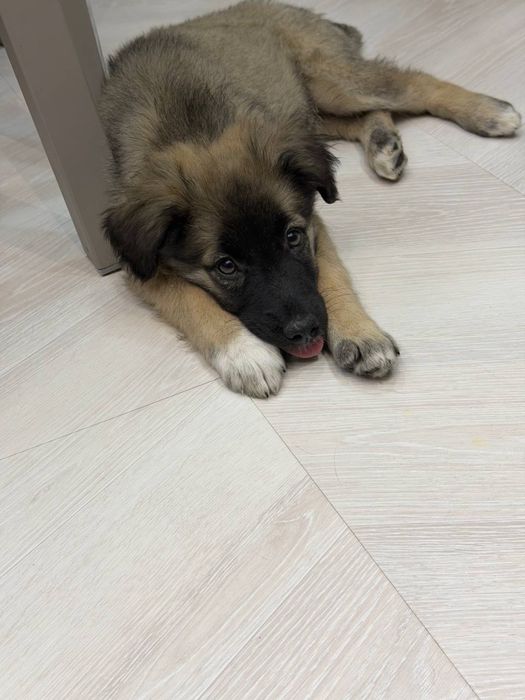 Щеночки ищут свои семьи!