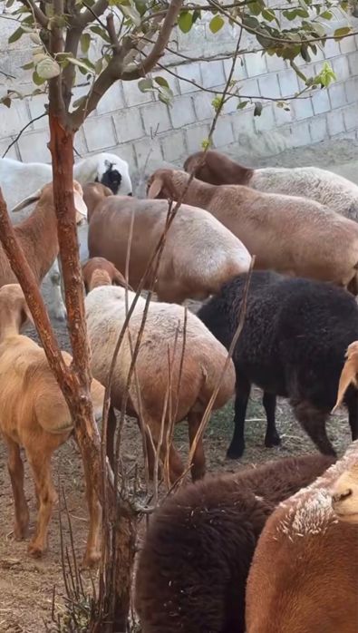 Койлар сатылады Бараны продаётсья