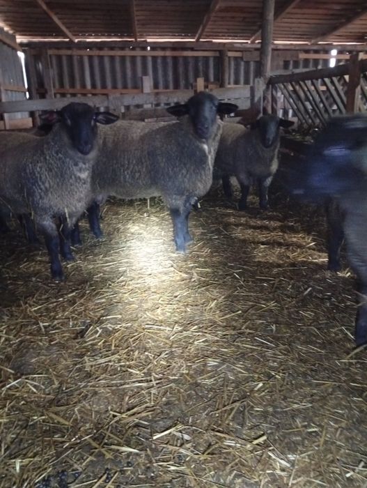 Vând berbecuți sufolk