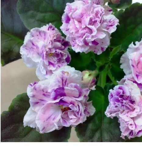 Продам срочно детки сортовых фиалочек !!!