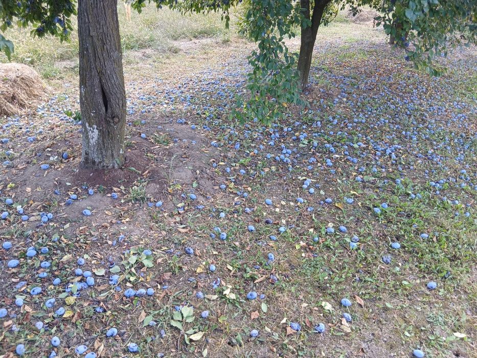 Prune pentru tuica