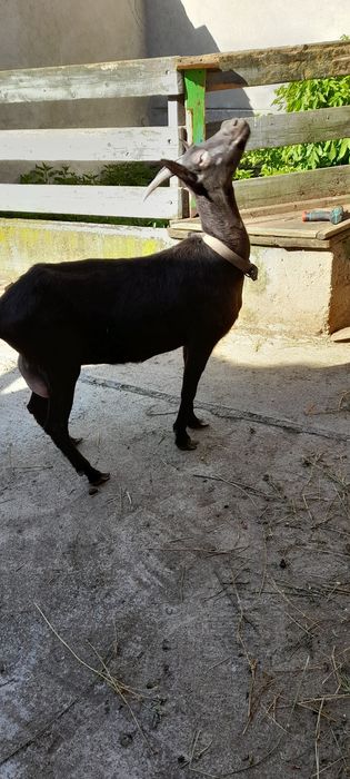 Capra rasa Alpina Franceza la prima fatare
