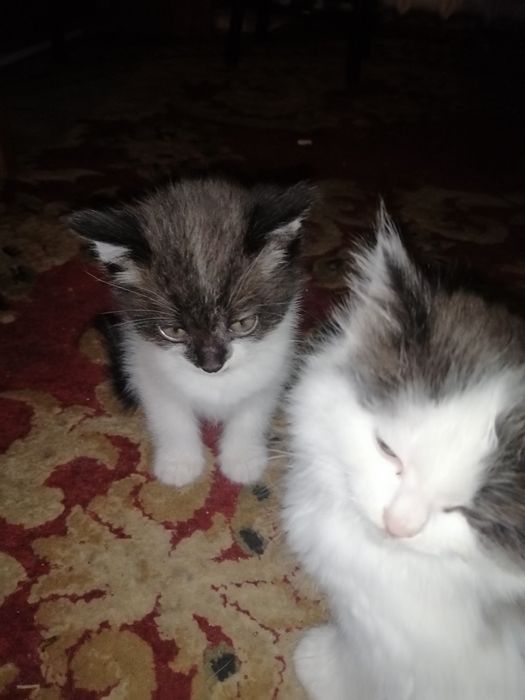 Бесплатно.Жақсы адамдардың қолына беремін