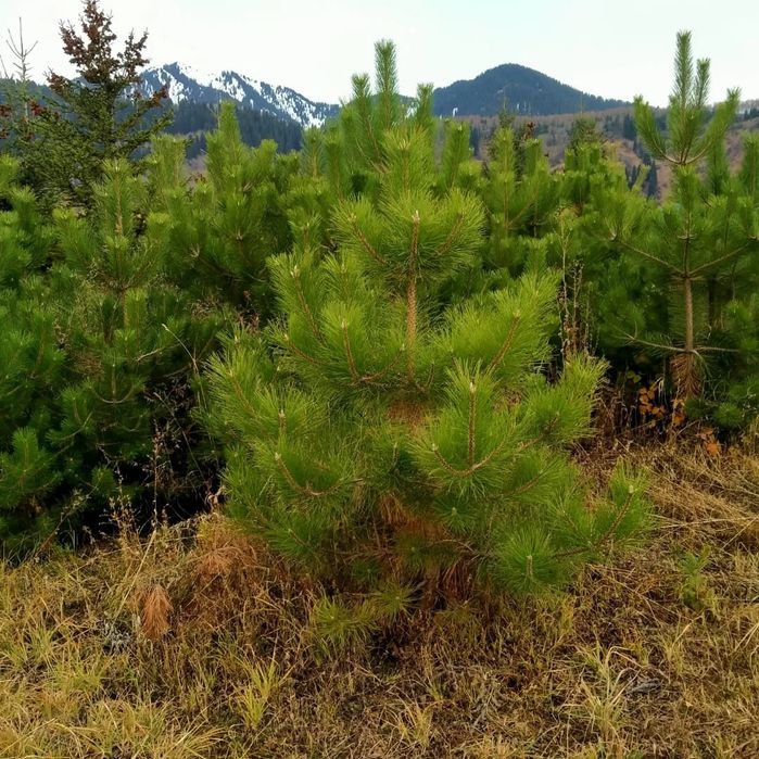 Сосна крымские обычные