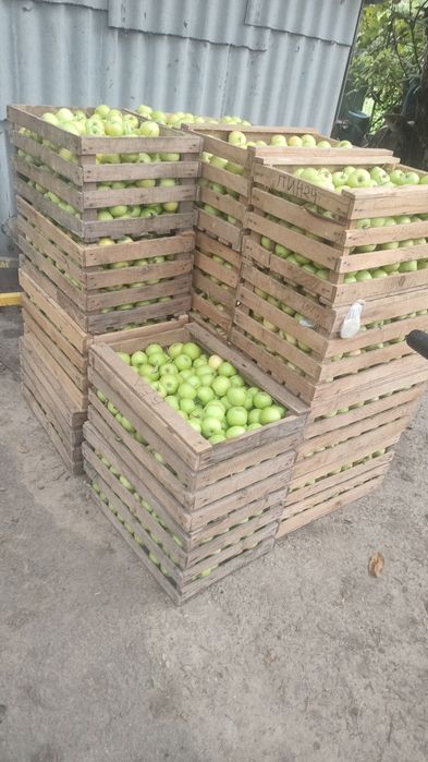 Продам яблоки восход