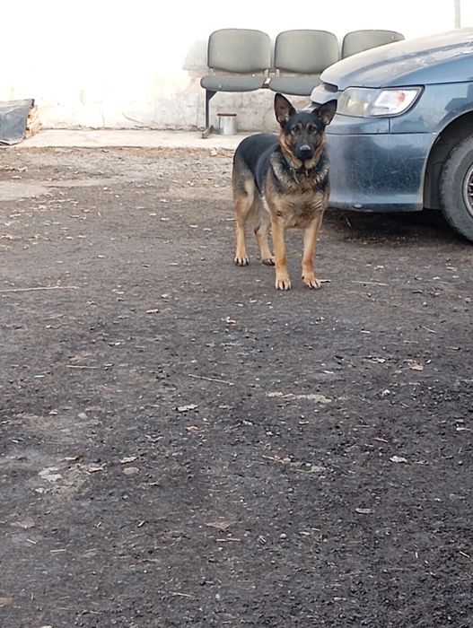 Продам немецкую овчарку