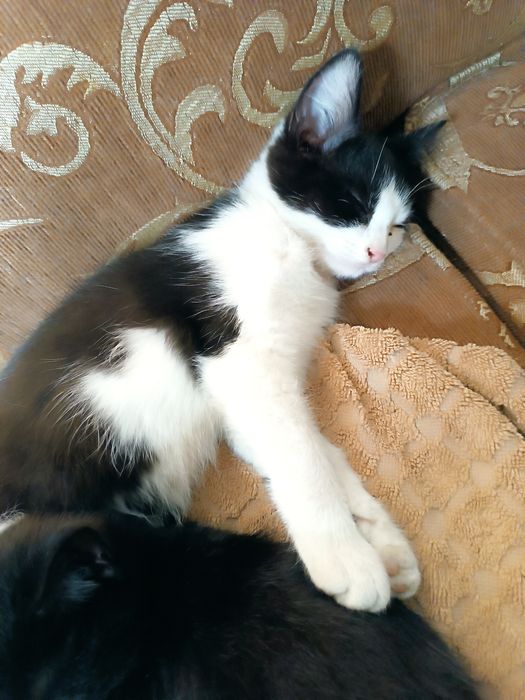 Отдам котят в добрые руки