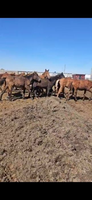 Продам таи  18 голов