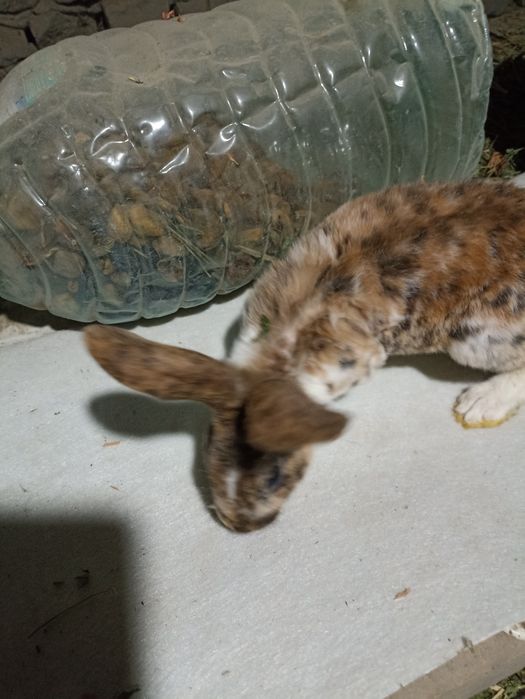 Три коллор болалари сотилади