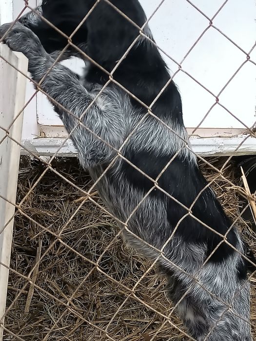 Дратхаар шенок  кабель