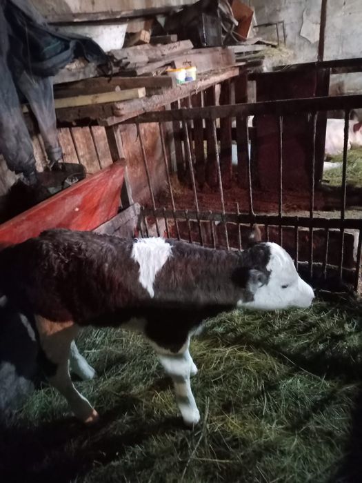 Продаётся телочка