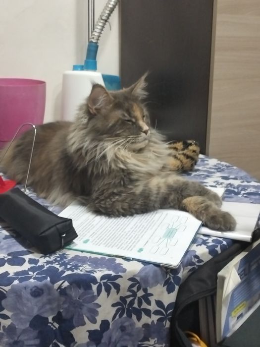 Кошечка мейкун, .