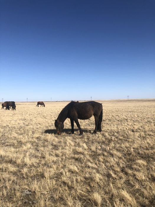 Продам лошадей