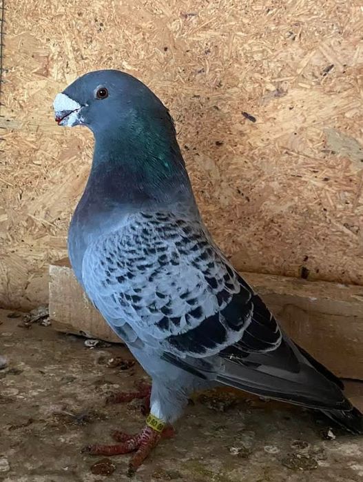 Show racer linii america