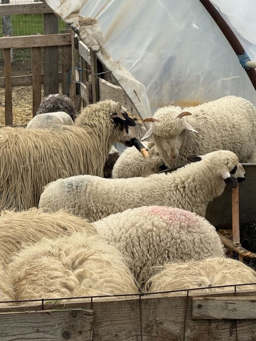 Vând miei pentru masa de paste