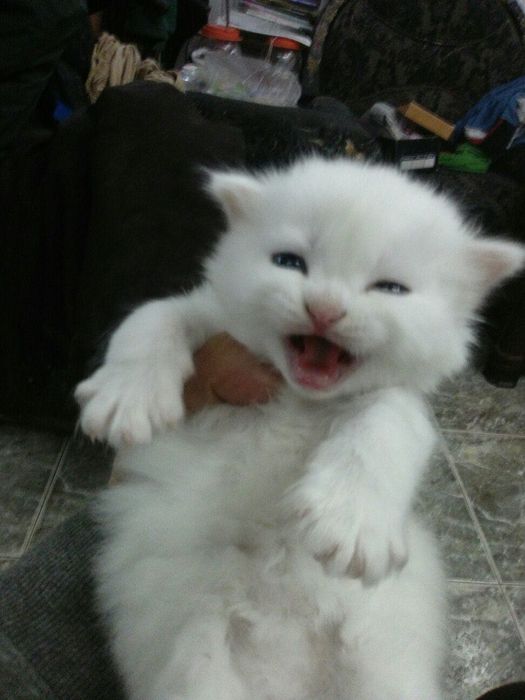 Шотландская девочка белая с синими глазами