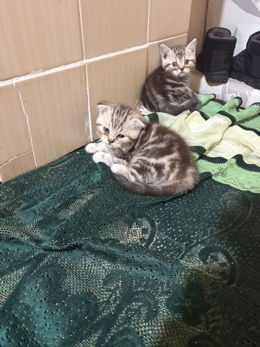 Вислоухие котята