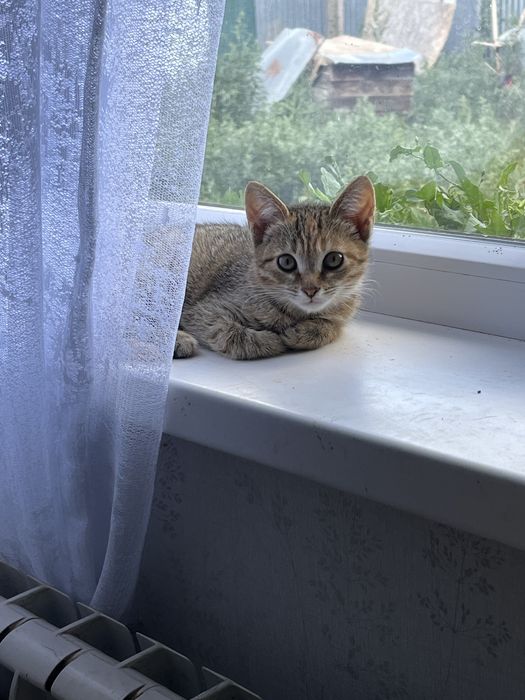 Котенок. Срочно. Отбили у собак.