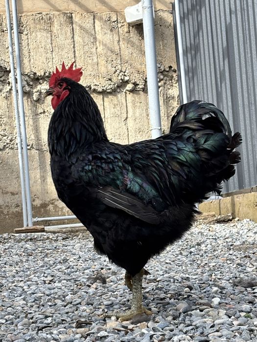 Джерсиский гигант қоразы сатылады.