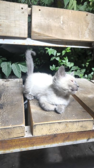 Сиамский котенок