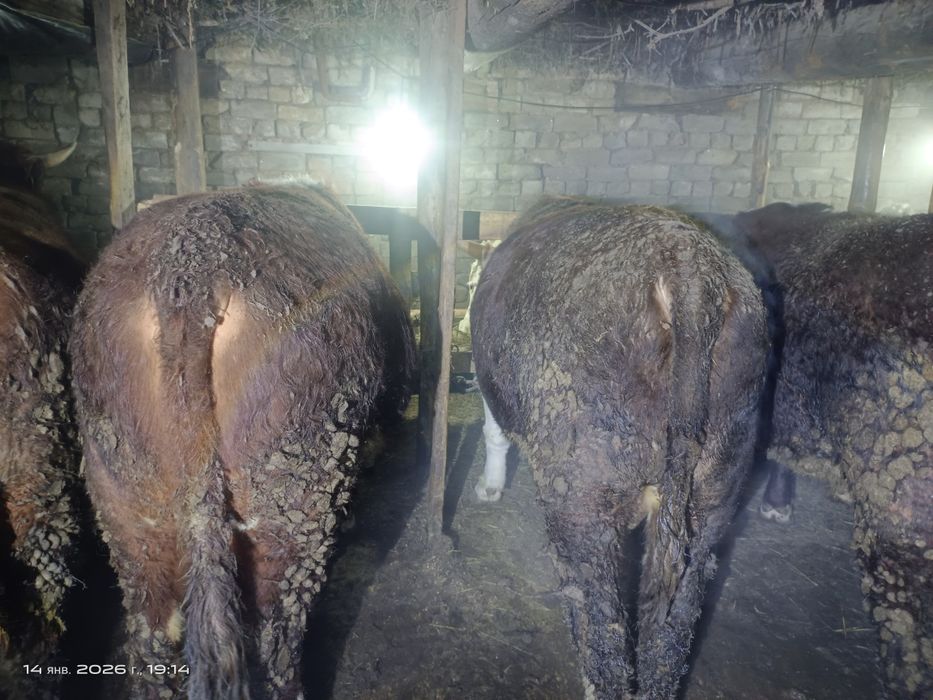 Продам быков на мясо