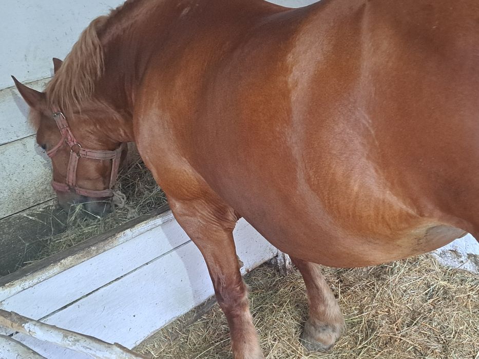 Vand sau schimb cu masina si dif  iapa de 8 ani semigrea gestanta buna in un in doi