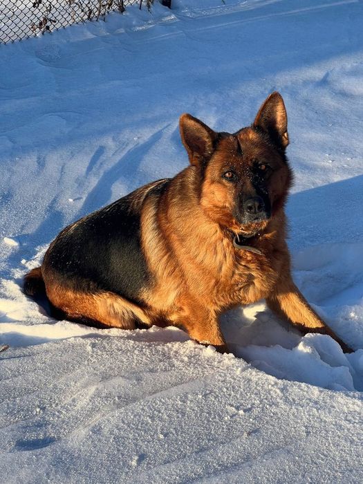 Элитные щенки немецкой овчарки
