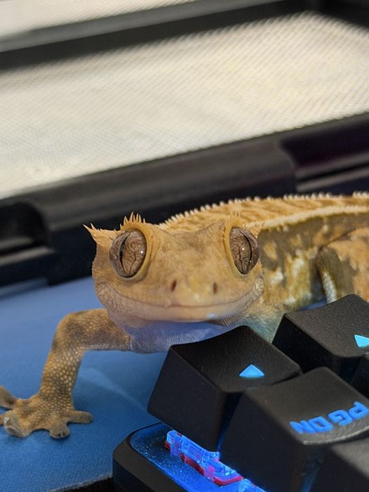 Crested gecko de vanzare