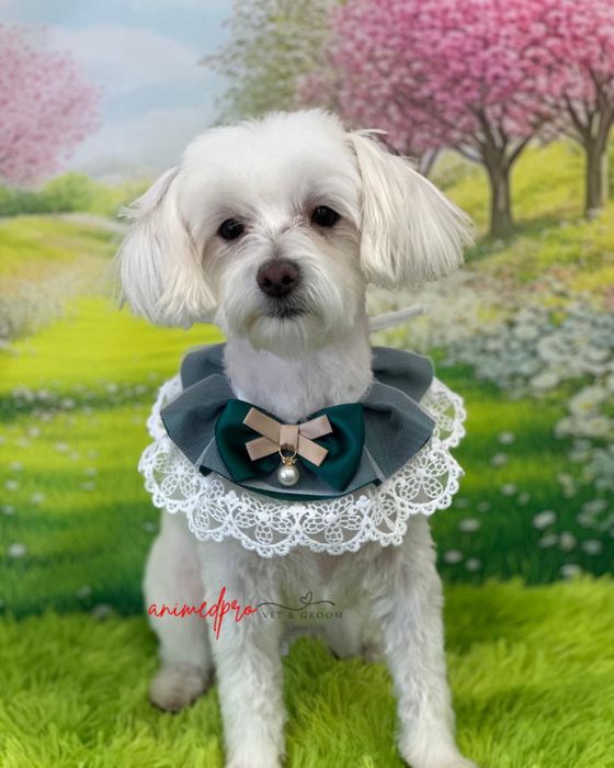 Salon frizerie canină Sector 6 - Grooming