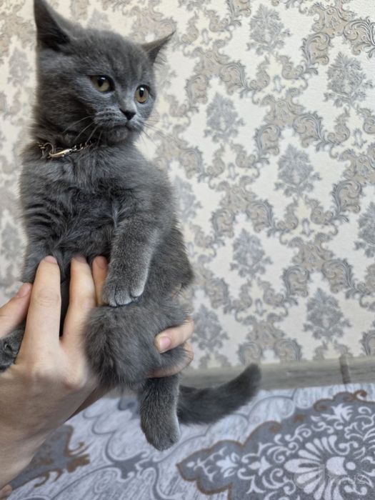 Skottish strayt yoki british shorthair