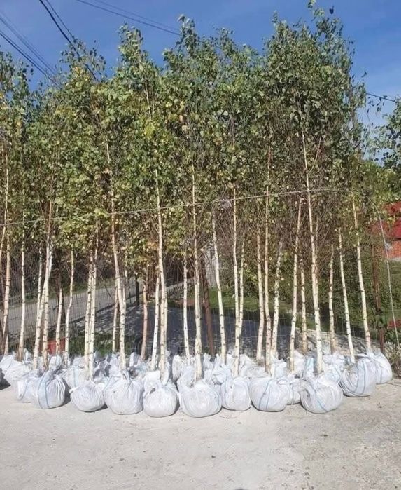 Vand mesteacăn si asiguram transport în toată țara