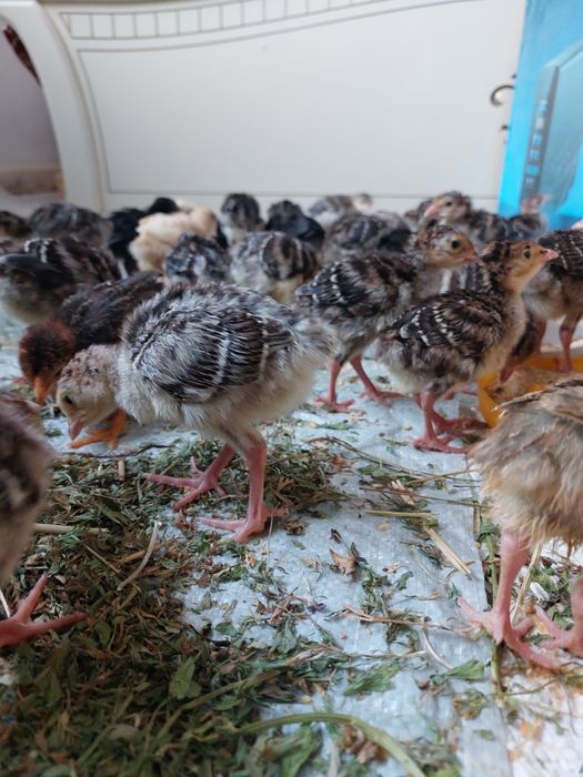 Индюк Хайбрид бронза