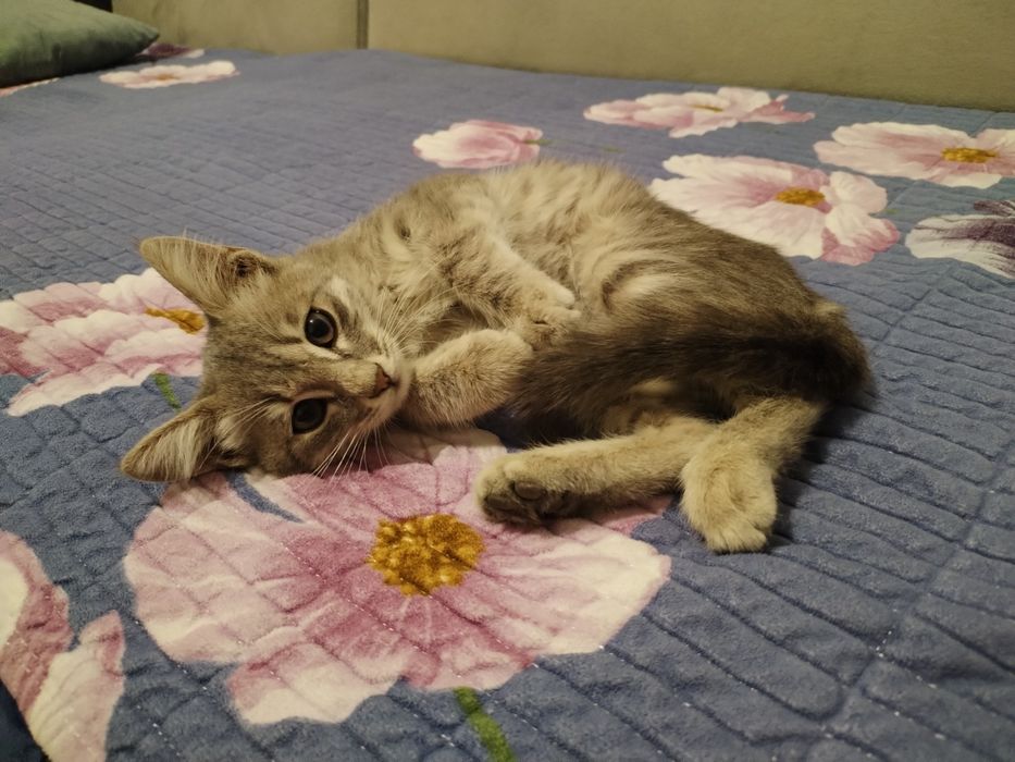 Котёнок в добрые руки