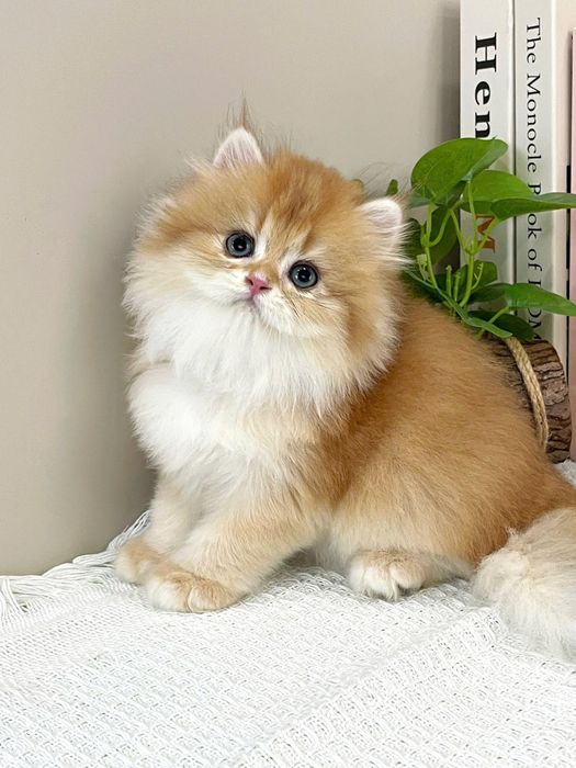 Бритаснский  Элиты