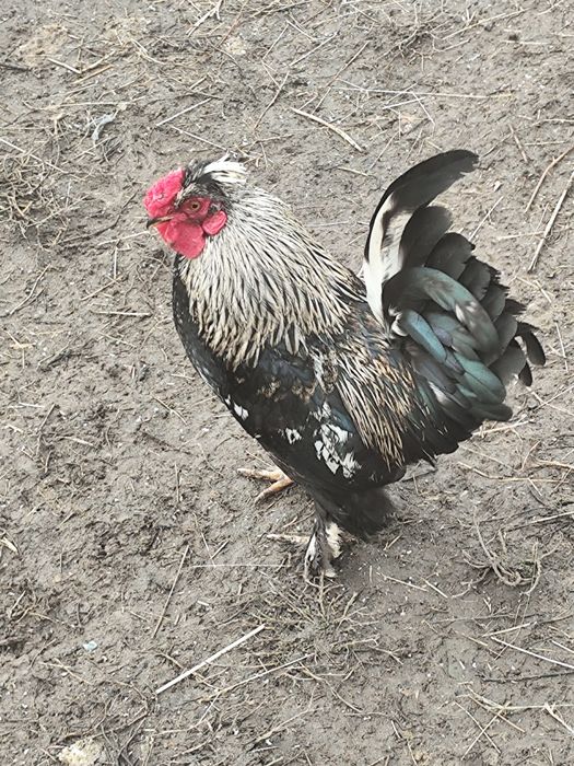 Cocoș pitic caută casa noua